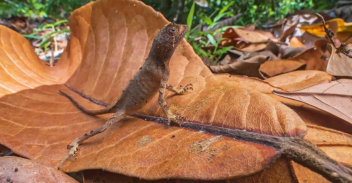 Northern Kangaroo Lizard (Vadakkan Kangaroo Onthu) is relatively smaller and measures between 5.5 and 8 cm in length. Photo: Special arrangement