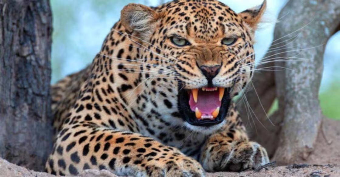 During the 2018-2022 period, the leopard population increased in the Periyar Tiger Reserve. Representative image: Rudi Hulshof/Shutterstock