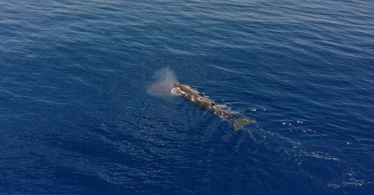 A sperm whale is seen swimming on the Indian Ocean surface during the Greenpeace's Arctic Sunrise expedition at the Saya de Malha Bank within the Mascarene plateau, Mauritius. Drone image: REUTERS/Christophe Van Der Perre/File