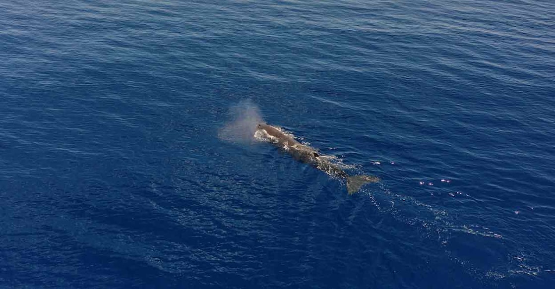 CLIMATE-CHANGE-OCEAN-TEMPERATURE A sperm whale is seen swimming on the Indian Ocean surface during the Greenpeace's Arctic Sunrise expedition at the Saya de Malha Bank within the Mascarene plateau, Mauritius. Drone image: REUTERS/Christophe Van Der Perre/File