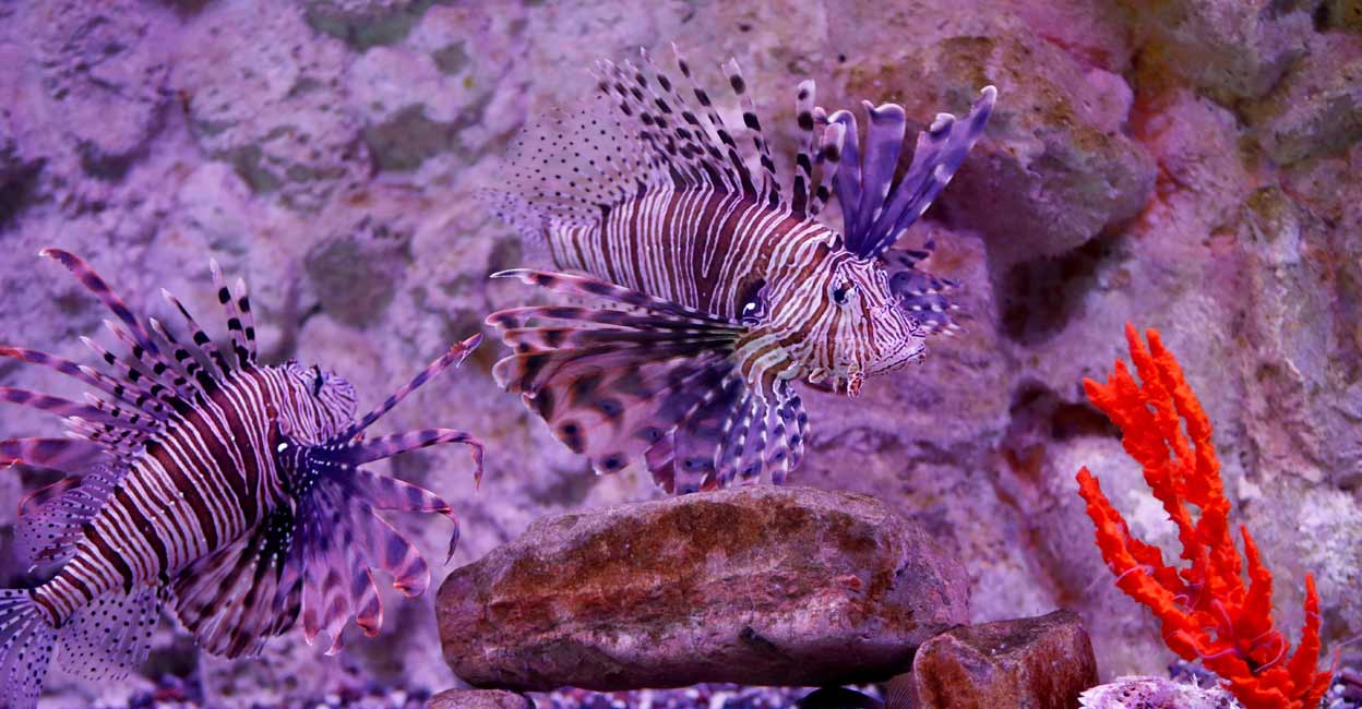 Lionfishes (Pterois miles) originating from the western Indo-Pacific and caught in Boka Bay, swim in a tank of the Institute of Marine Biology as water temperatures in the Adriatic rise in Kotor, Montenegro. Photo: REUTERS/Stevo Vasiljevic