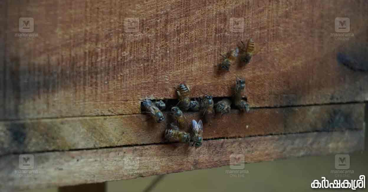 honey-bee-02 honey-bee-02