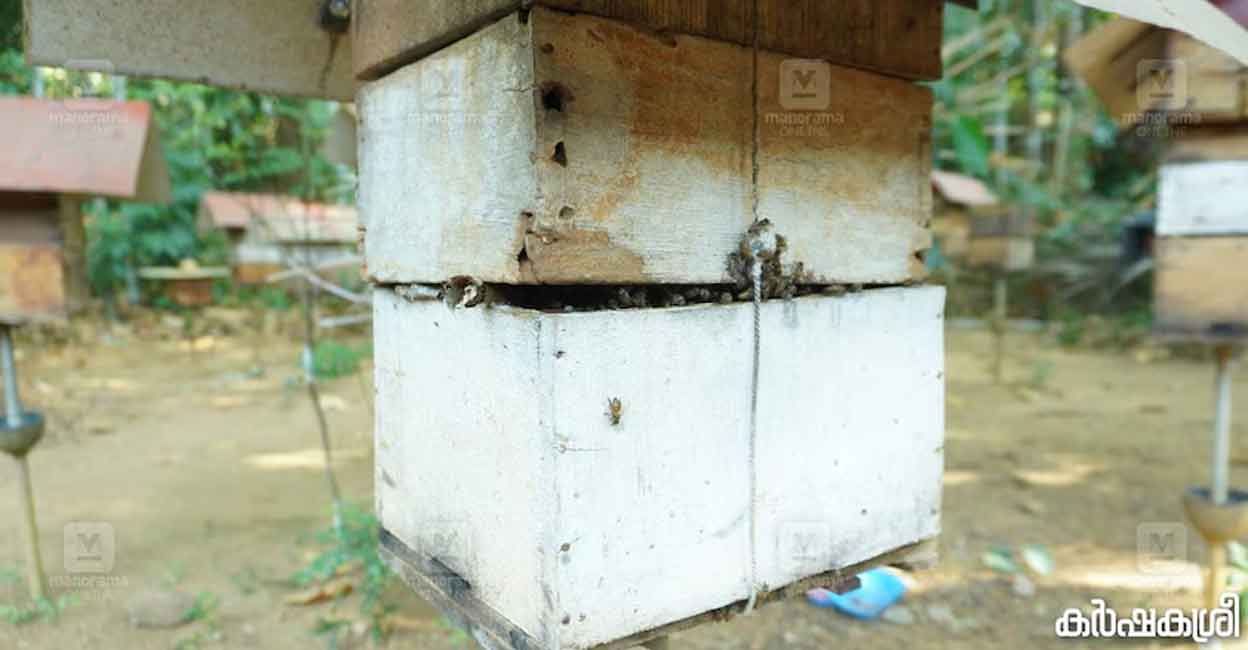 honey-bee-05-B-c honey-bee-05-B-c