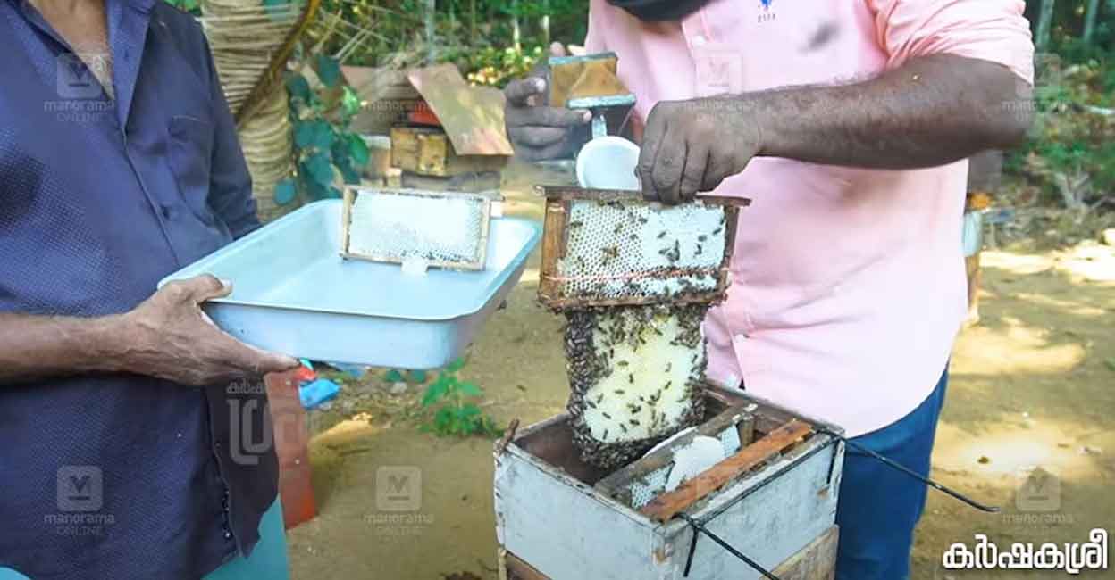 honey-bee-05 honey-bee-05