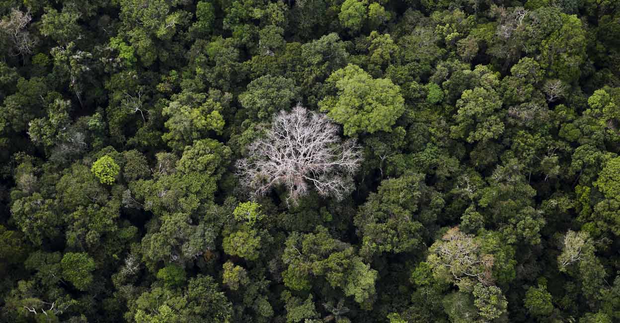 An aerial view shows the Amazon rainforest at the Bom Futuro National Forest near Rio Pardo in Porto Velho, Rondonia State, Brazil. Photo: Reuters/Nacho Doce/File
