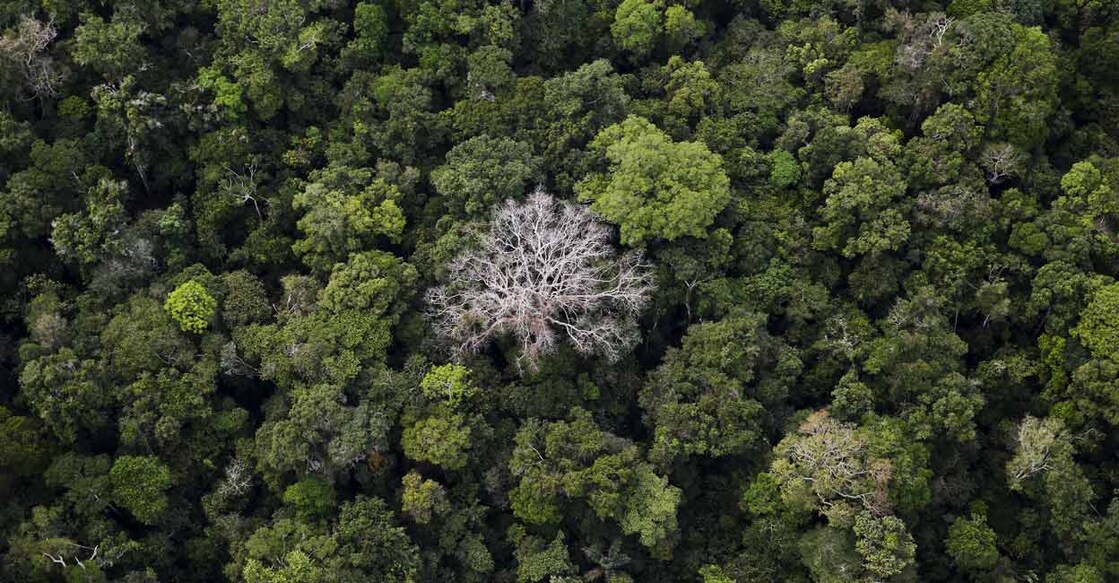 An aerial view shows the Amazon rainforest at the Bom Futuro National Forest near Rio Pardo in Porto Velho, Rondonia State, Brazil. Photo: Reuters/Nacho Doce/File