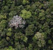 Protection of Amazon rainforest: Brazil, France launch USD 1.1 billion programme