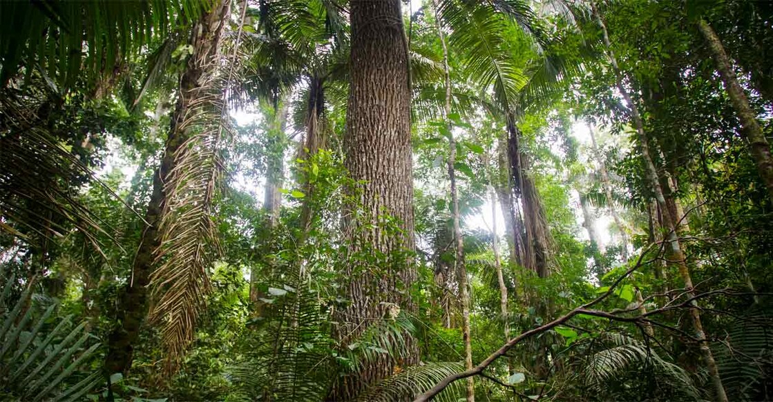 A rubber tree is seen at the Manu National Park in Peru's southern Amazon region. Photo: Reuters/Enrique Castro-Mendivil/File