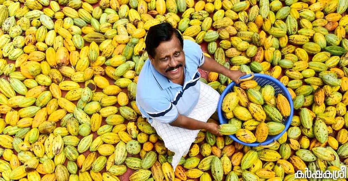 Farmers report that traders are now actively seeking them out with high offers. Photo: Gibi Sam / Karshakasree