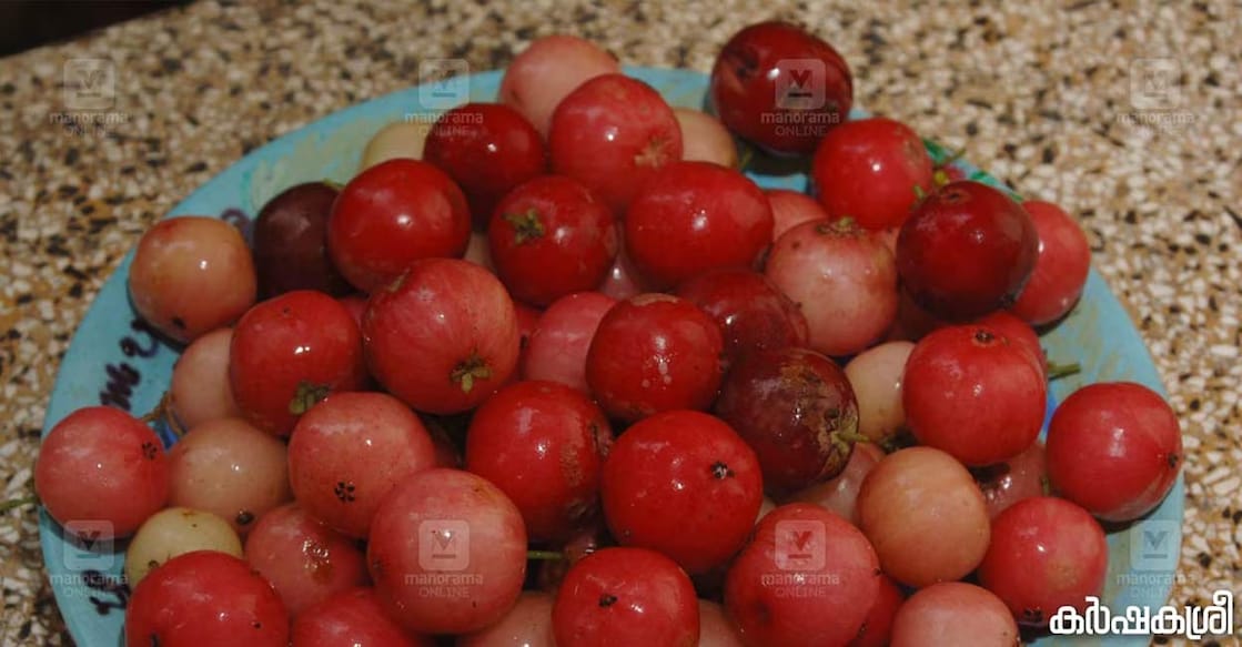 indian-plum-c Indian plum flowers and fruits twice a year. Photo: Karshakasree