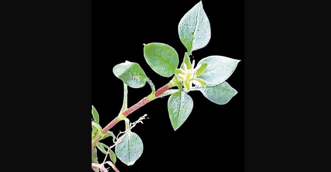 new-plant-species-c