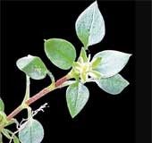 Researchers find new plant species in Nelliyampathy