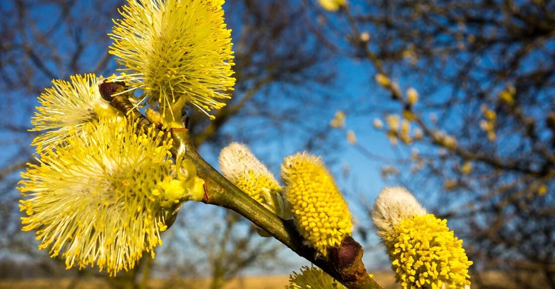 FRANCE-WEATHER-SPRING Willow catkins burst into bloom at Godewaersvelde, France. File photo: Philippe HUGUEN / AFP
