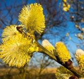 Climate change: Catkins flowering at different times threatening their pollination