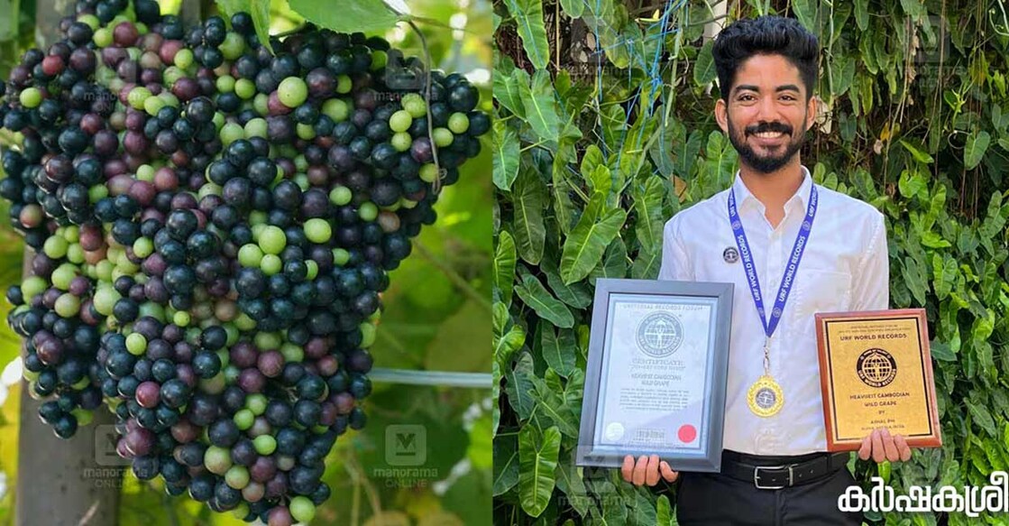 Ashel says the Cambodian grape is well-suited for Kerala’s climate. Photo: Special arrangement