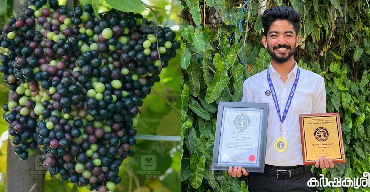 Ashel says the Cambodian grape is well-suited for Kerala’s climate. Photo: Special arrangement