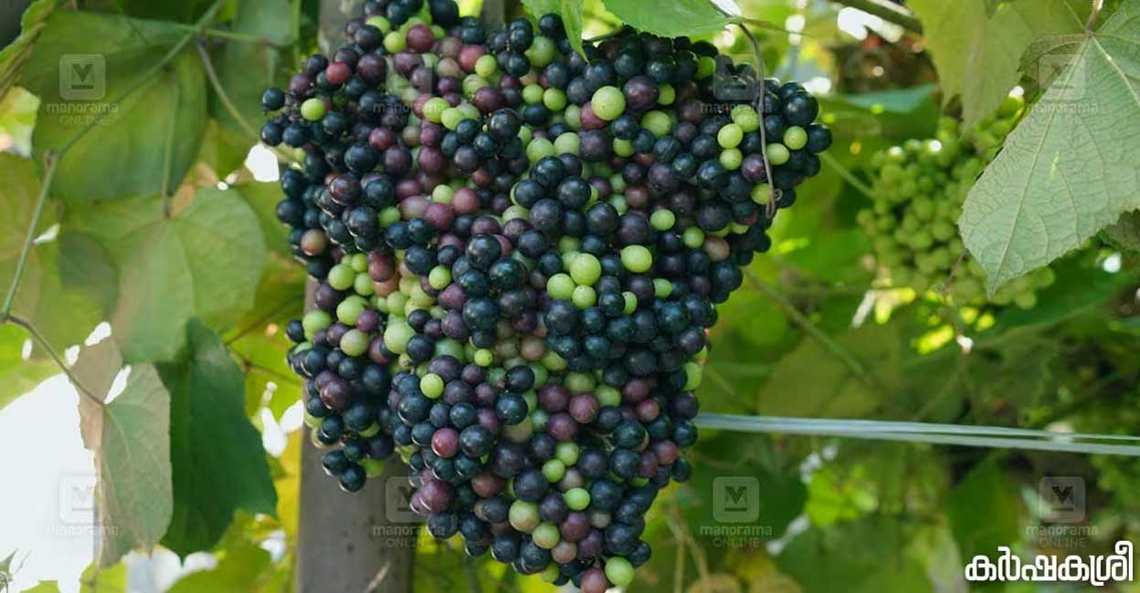 grapes-01-c grapes-01-c