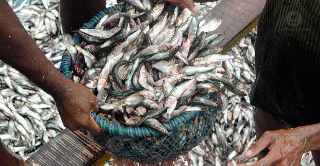 Fish Mathi Sardine is the cheapest fish available in Kerala. File Image: Manorama