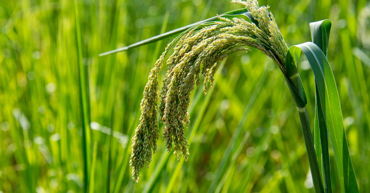 crops-c Traditionally, assessing the nutritional quality of grains and feedstock could take a number of weeks. Photo: IANS