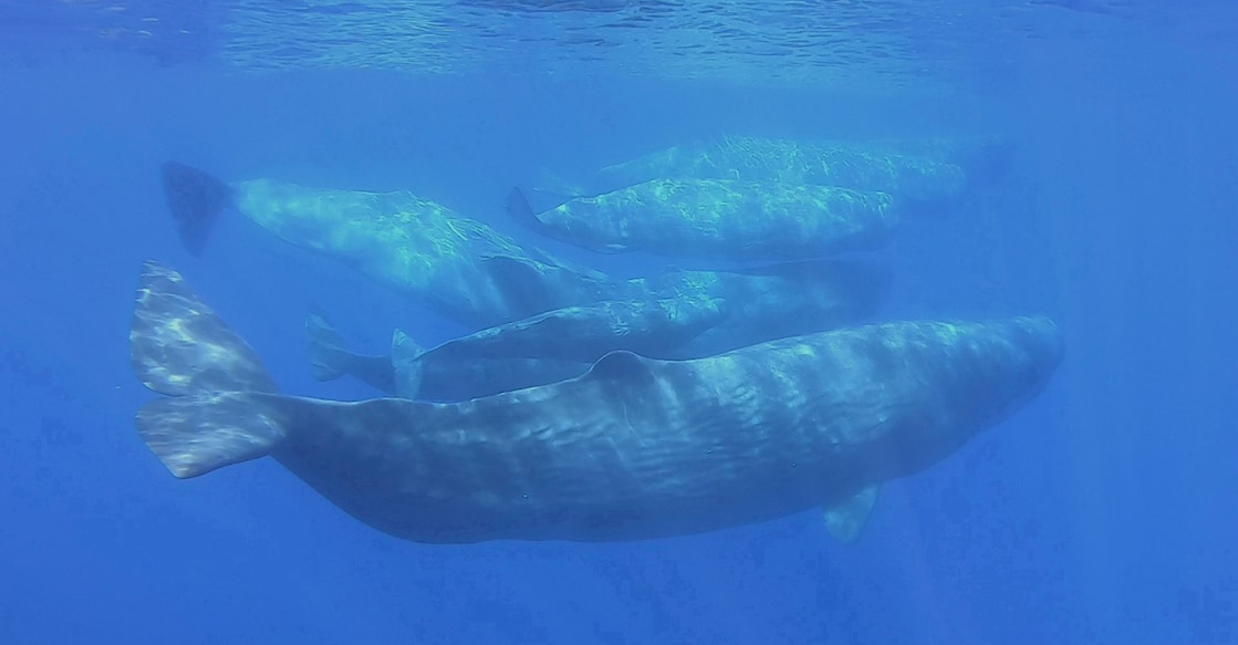 A pod of sperm whales are seen swimming off the Sicilian coast of Milazzo in this still picture taken from video. Photo: Carmelo Isgro - MuMa Museo del Mare di Milazzo/Handout via REUTERS./File