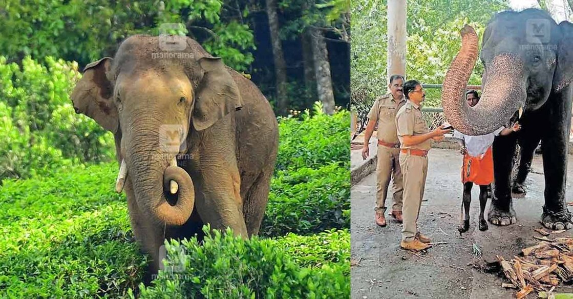 New 'summer food' regimen by Forest department to cheer elephants in Kerala