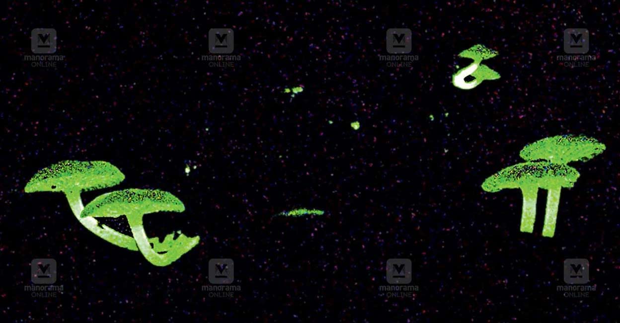 mushroom-bio-c Scientists discover rare bioluminescent mushrooms in Ranipuram. Photo: Special arrangement