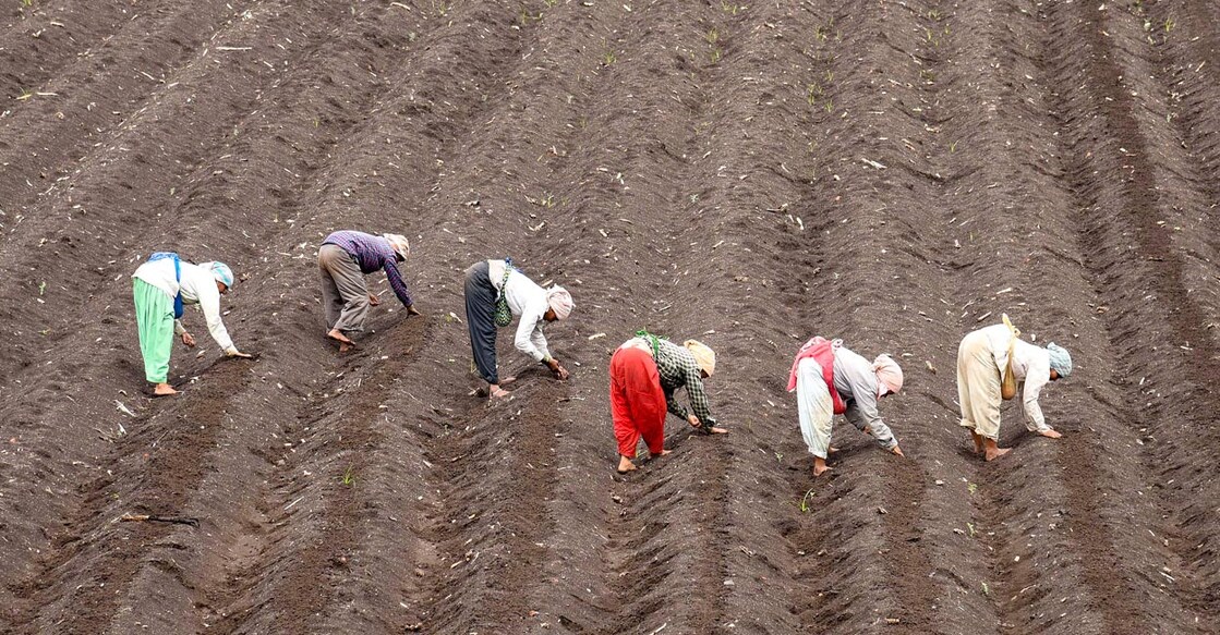 Farmers sow groundnut seeds in a field, at Malkhed village in Karad, Maharashtra. Photo: PTI/File