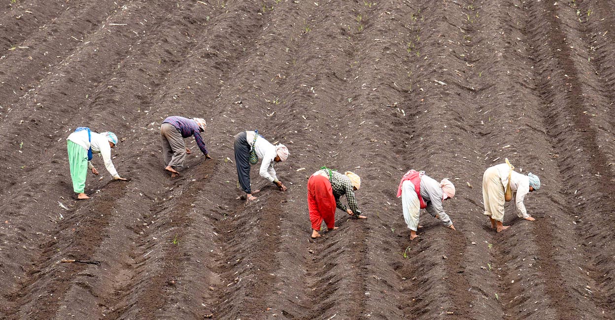Farmers sow groundnut seeds in a field, at Malkhed village in Karad, Maharashtra. Photo: PTI/File