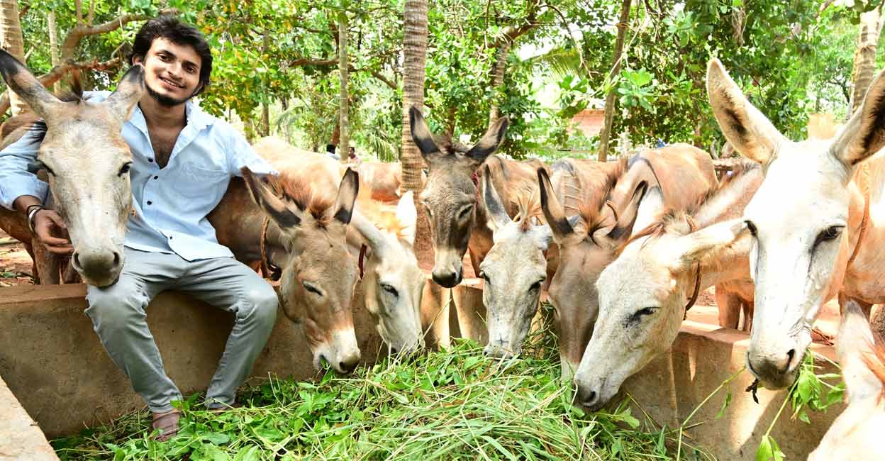 Yadhukrishnan, who owns a dairy farm decided to try his hands at donkey rearing when he came to know about its lucrative prospects. Photo: Sameer A Hameed/Manorama