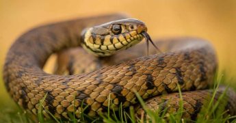 When a snake is spotted in Kerala: The SARPA app and rescue operations