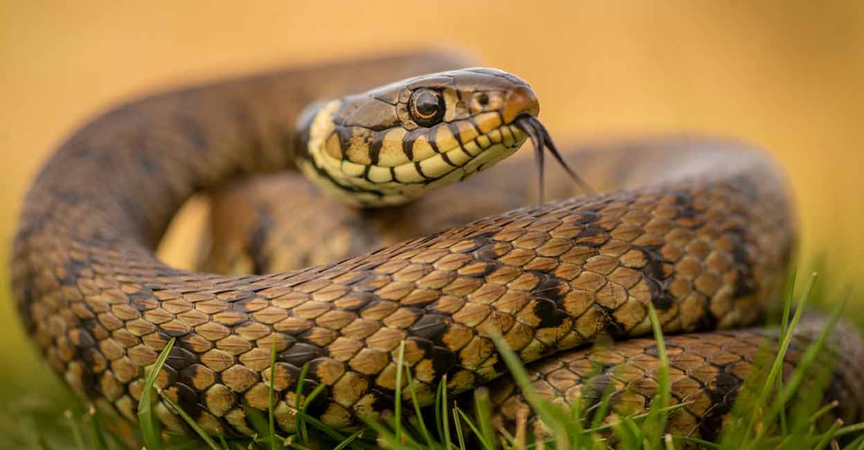 With the onset of monsoon, snakes are increasingly spotted in residential areas. Photo: Marc Freebrey/Shutterstock
