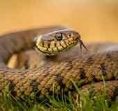 When a snake is spotted in Kerala: The SARPA app and rescue operations