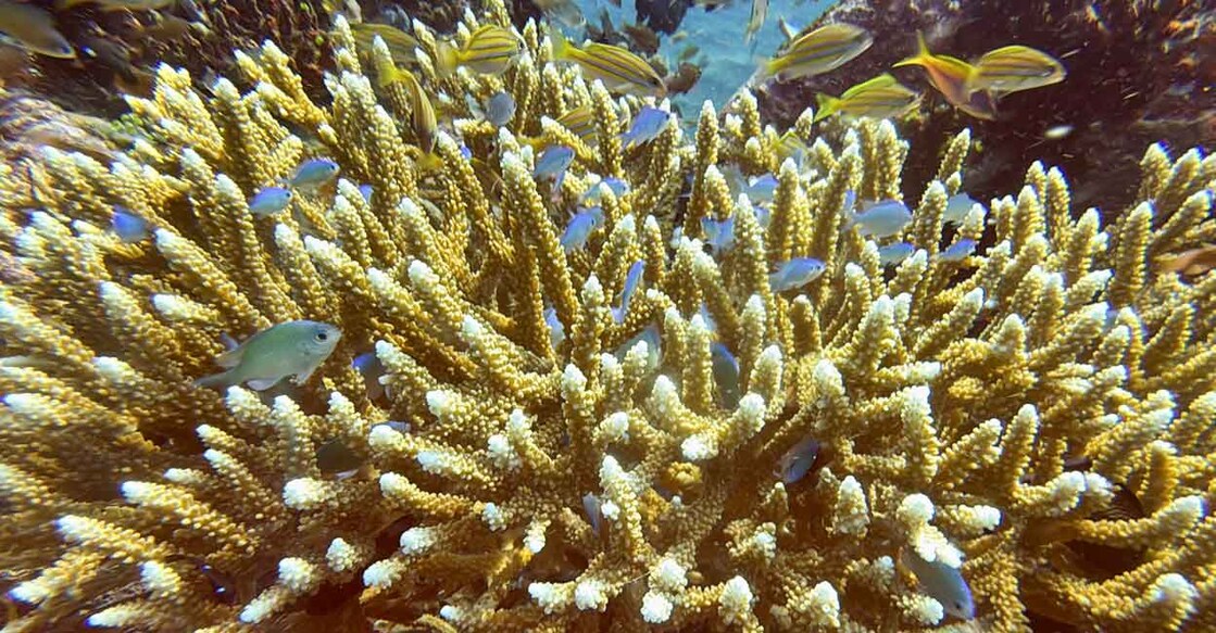 Fish swim near recovering coral reefs after bleaching in late December 2023 due to extreme weather, in Bondalem village, Bali, Indonesia. Photo: Reuters/Yuddy Cahya Budiman/File