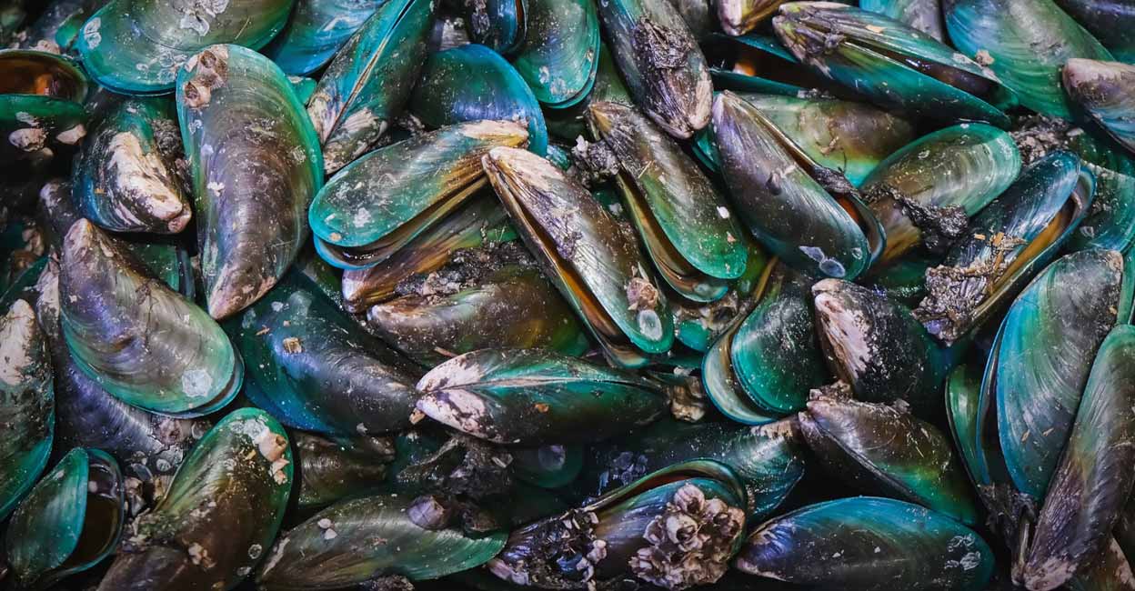 This is the first-ever chromosome level genome sequencing of a marine invertebrate species from India. Asian green mussel or 'Kallummakkaya'. Photo: Matrix Reloaded/iStock