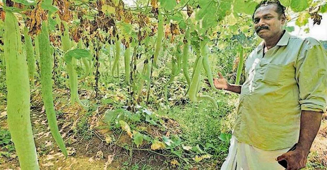 R Sivadas in his farm in Elevancherry. Photo: Manorama