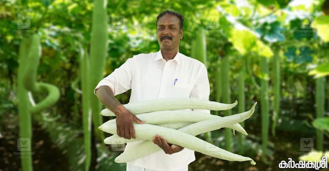 Sivadasan collecting vegetables at his farm. Photo: Karshakasree/Manorama