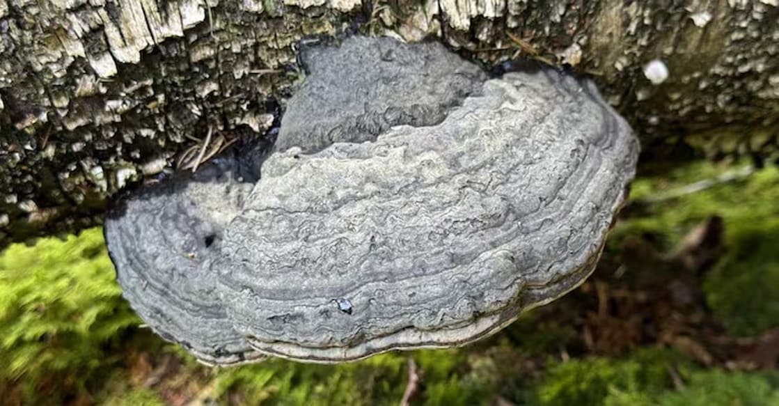 Tinder fungus is scientifically referred to as Fomes fomentarius. Photo: Photo:X/@narzisse