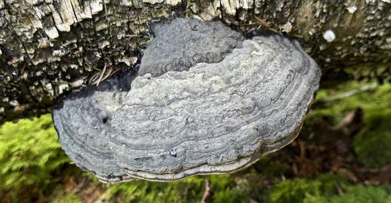 Tinder fungus is scientifically referred to as Fomes fomentarius. Photo: Photo:X/@narzisse