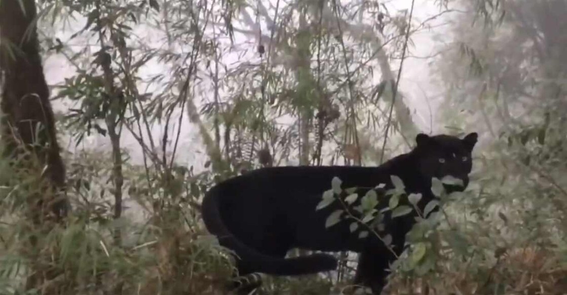 The big cat was captured on camera in the Kurseong forest of West Bengal. Image courtesy: Screengrab from the video clip posted on X by @ParveenKaswan