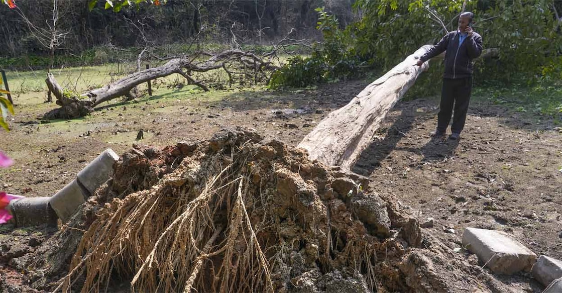 A man stands near an uprooted tree at Dhaula Kuan's Jheel Park, the epicentre of the earthquake that struck the Delhi-NRC, in New Delhi, Monday. Photo: PTI Photo/Manvender Vashist Lav