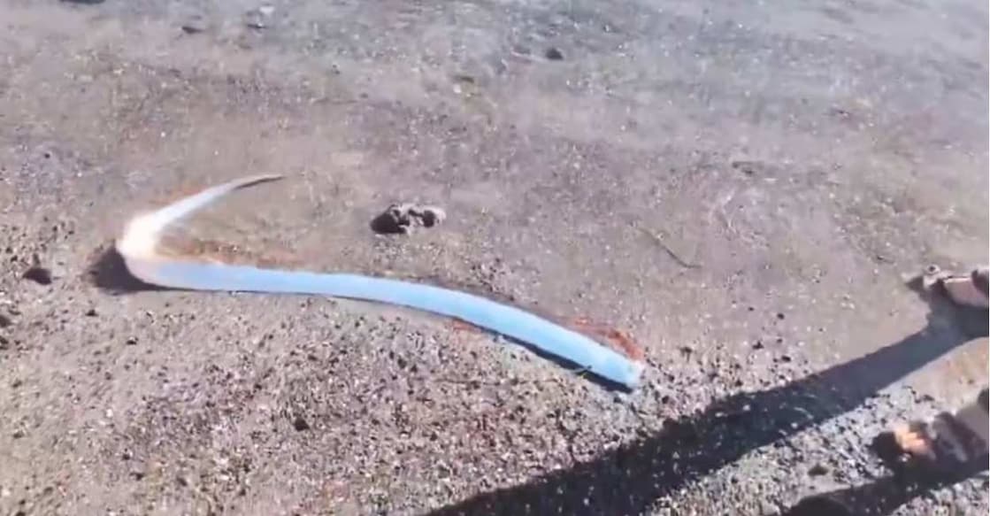 Oarfish are among those that appear before humans very rarely. Photo: X/@AMAZlNGNATURE