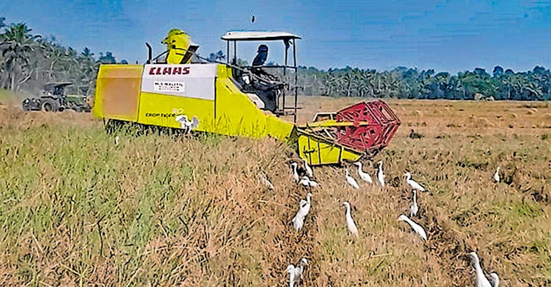 Harvest under way in a paddy field in Neendoor, Kottayam. Photo: Manorama