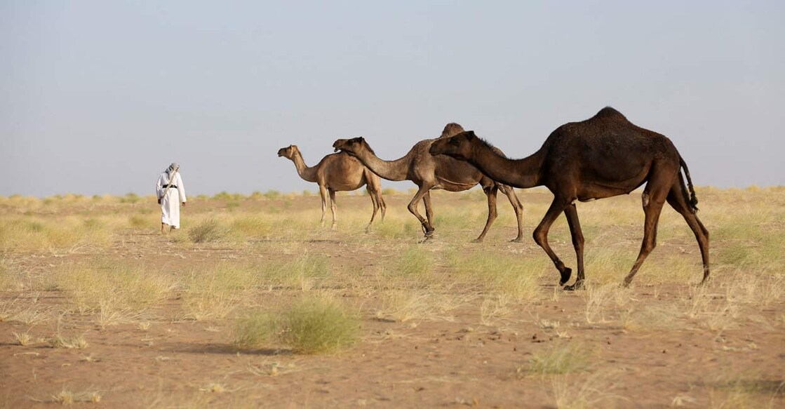 A camel herder walks past his camels in Marib, Yemen, where the once-barren desert has sprung back to life with grasses due to shifting climate patterns. Photo: Ali Owidha/Reuters