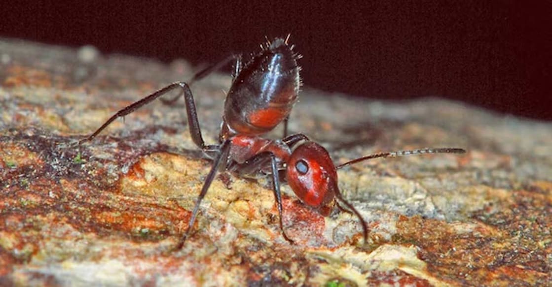 ant-01-c The self-destructive colobopsis explodens primarily inhabit trees in the tropical rainforests of Borneo, Thailand, and Malaysia. Photo: Photo:X/@herrerillo