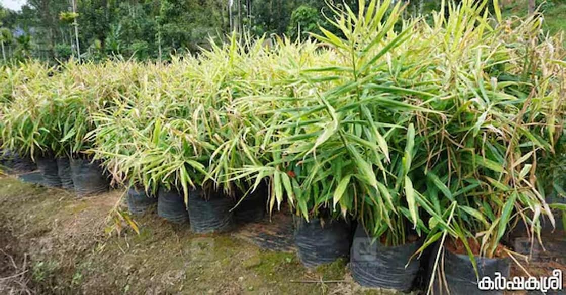 ginger-c Organic and bio-fertilizers should be used based on soil testing. Photo: Karshakashree