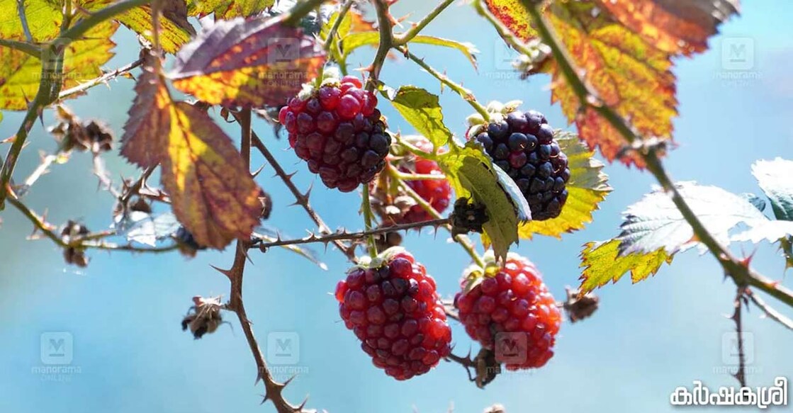 Blackberries are tangier to taste are rich in antioxidants. Photo: Karshakashree
