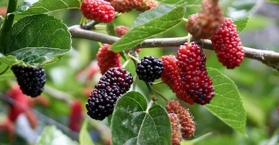 Growing mulberries offers numerous health benefits and easy cultivation. Photo: altanakin/iStockPhoto