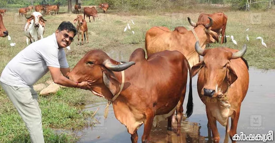 Gir cows are the heart of Fortune Gate Dairy Farm, producing high-quality A2 milk and ghee. Photo: Karshakasree