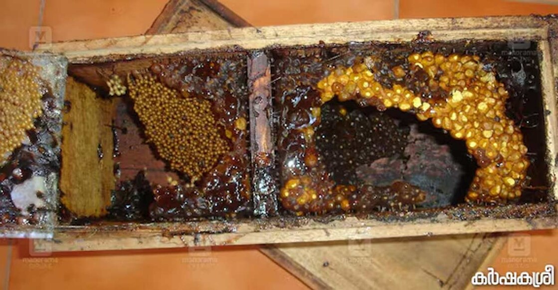 Home honey production is achievable with two beehives. Photo: Karshakasree