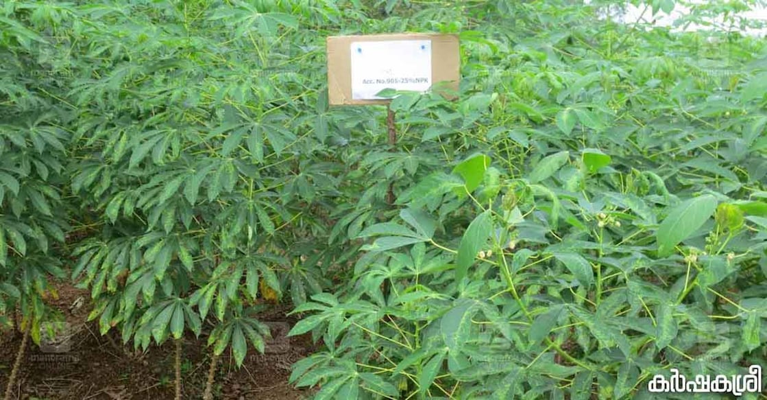 Shree Annam variety of cassava assures a yield of 30-40 tons of produce per hectre. Photo: Karshakasree 